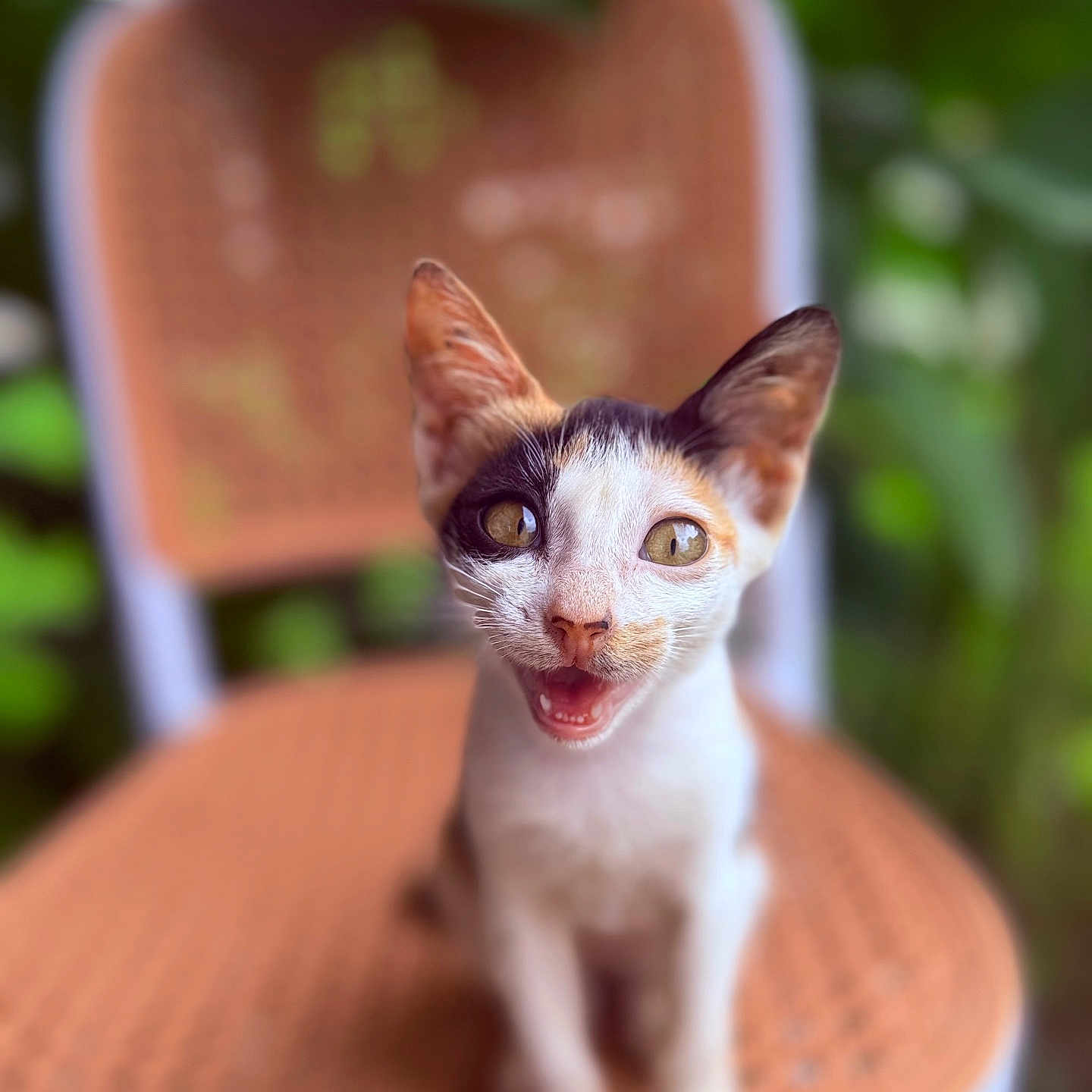 Gato