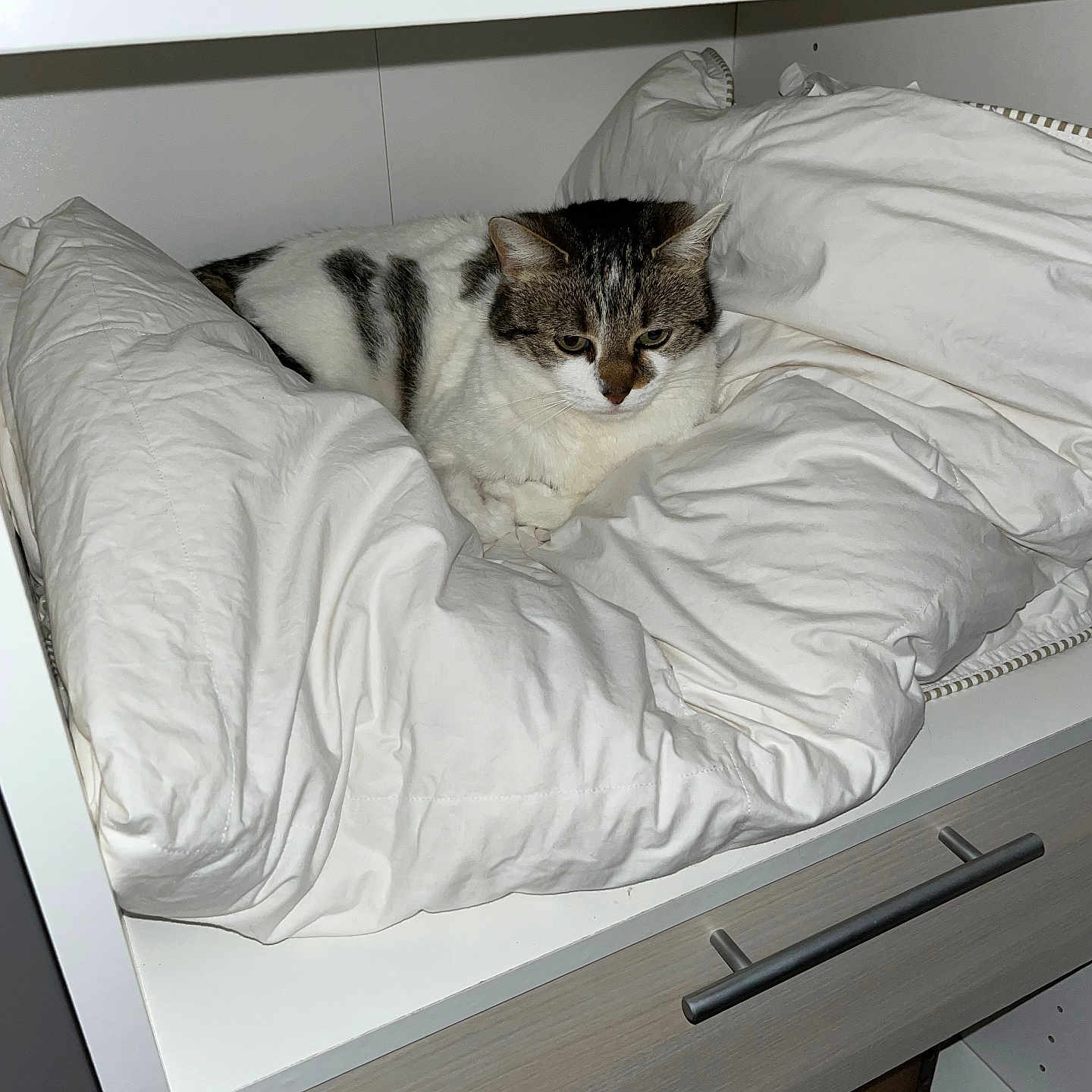 Rubis participe au concours pour gagner de l'argent avec cette photo : animal, bed, bedroom, blanket, bunkbed, cat, closet, cupboard, cushion, drawer, furniture, homedecor, indoors, kitten, linen, person, pet, room, shelf, sleeping