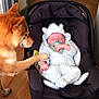 animal, baby, car_seat, child, clothing, cozy, cute, dog, domestic_animal, indoor, infant, mammal, pacifier, peaceful, pet, resting, sleeping, touching, white_outfit, wooden_floor