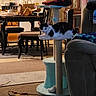 cat, cat_tree, indoor, living_room, furniture, dining_table, refrigerator, bags, couch, carpet, cabinet, magnet, papers, chair, blanket, toy, relaxed, pet, home, domestic