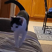 Almond Kitty Girl is registered to the contest to win money with this photo: cat, indoor, bed, furniture, kitchen, floor, carpet, chair, wooden_cabinet, black_and_white, pet, animal, tail, walking, blur, home, domestic, room, household, motion
