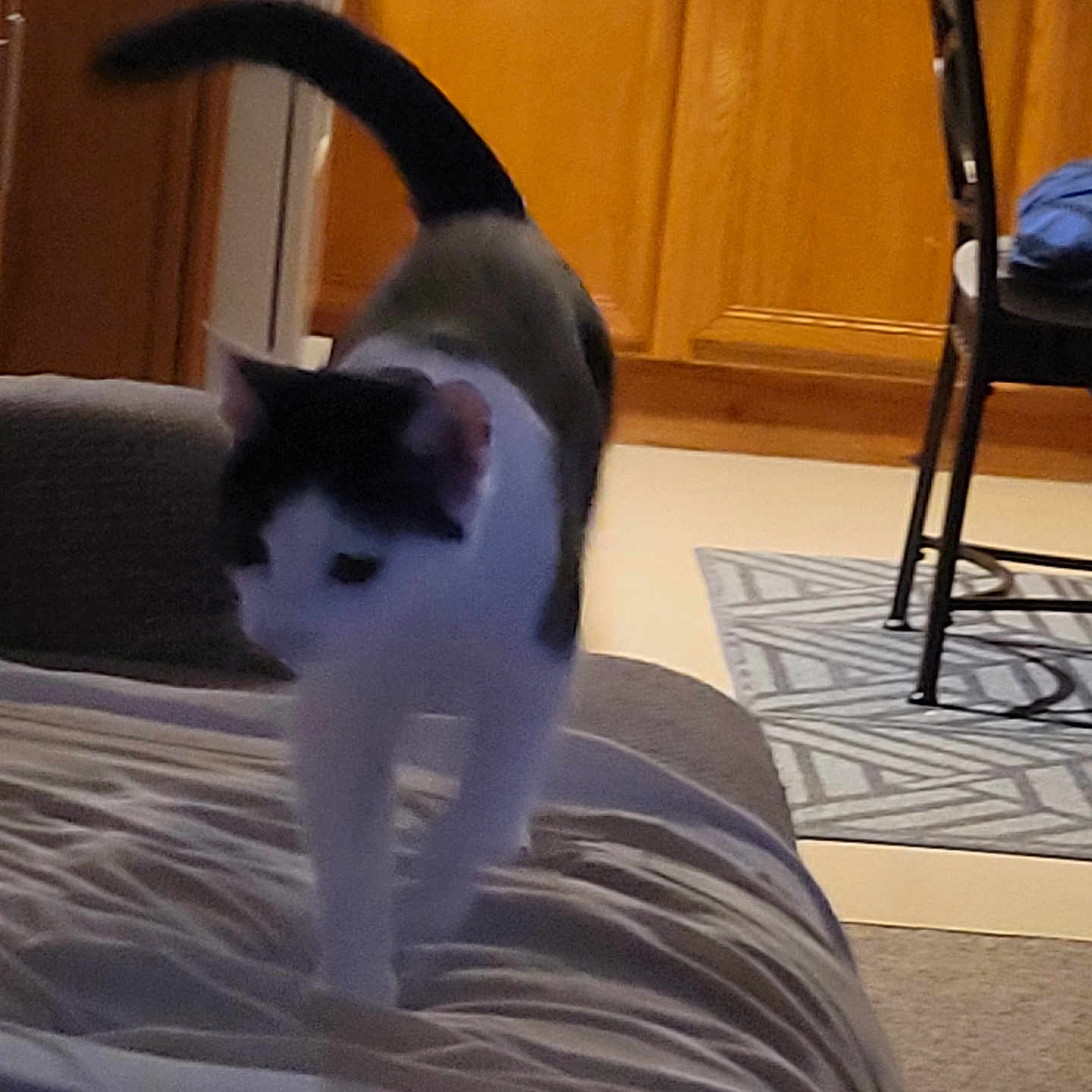 Almond Kitty Girl is registered to the contest to win money with this photo: cat, indoor, bed, furniture, kitchen, floor, carpet, chair, wooden_cabinet, black_and_white, pet, animal, tail, walking, blur, home, domestic, room, household, motion