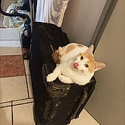 Kally a rejoint le concours — aidez-le/la à gagner de superbes lots ! animal, cat, corner, domestic, door, floor, household, indoor, luggage, orange_cat, pet, playful, resting, scratched_suitcase, suitcase, tile_floor, tongue_out, vacuum_cleaner, wall, white_cat