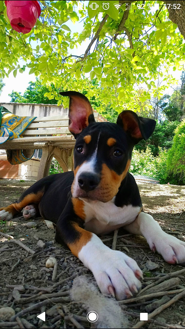 Groot participe au concours pour gagner de l'argent avec cette photo : brazilian_terrier, canidae, carnivore, danish_swedish_farmdog, dog, dog_breed, fawn, feist, mammal, miniature_fox_terrier, rat_terrier, smooth_fox_terrier, snout, teddy_roosevelt_terrier, vertebrate