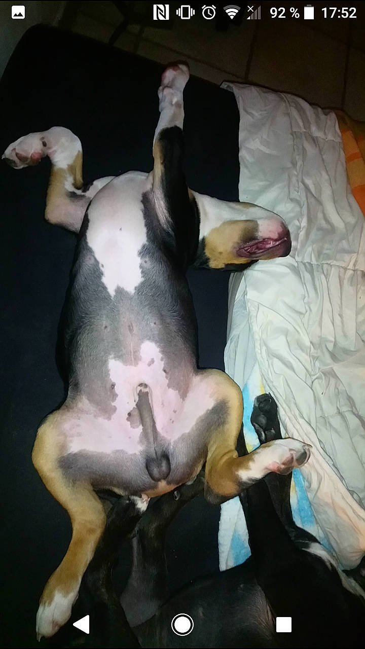 Groot participe au concours pour gagner de l'argent avec cette photo : american_pit_bull_terrier, boston_terrier, bull_terrier, canidae, carnivore, dog, dog_breed, fawn, non_sporting_group, tail