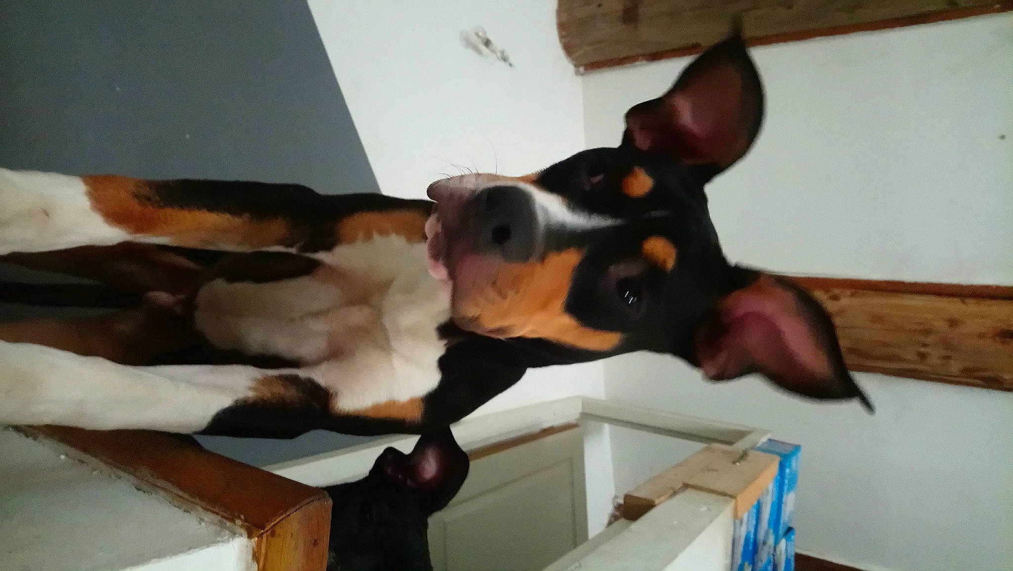 Groot a rejoint le concours — aidez-le/la à gagner de superbes lots ! boston_terrier, bull_terrier, canidae, carnivore, dog, dog_breed, ear, fawn, mammal, miniature_fox_terrier, non_sporting_group, rat_terrier, snout, toy_fox_terrier, vertebrate