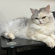 Bella is registered to the contest to win money with this photo: animal, cat, cute, desk, domestic, ears, feline, fluffy, fur, gray, indoor, lying_down, mammal, office, paws, pet, relaxed, resting, whiskers, white