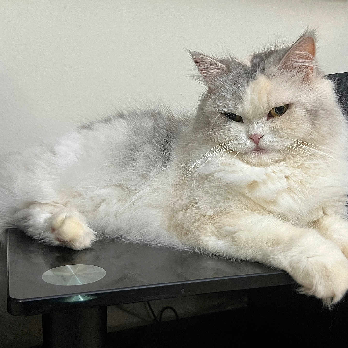 Bella
