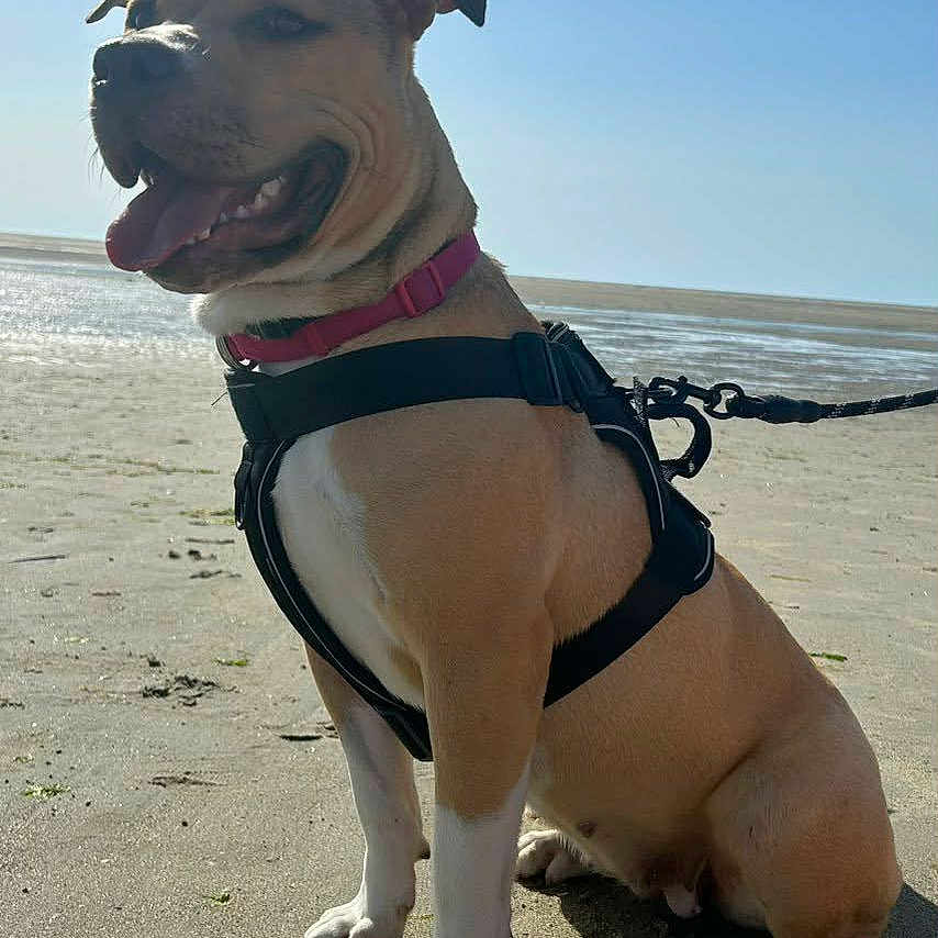Amaya