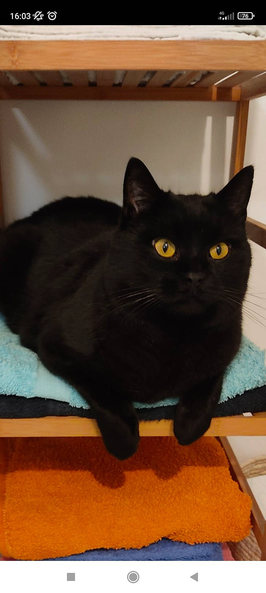 Valentin participe au concours pour gagner de l'argent avec cette photo : black_cat, bombay, carnivore, cat, domestic_short_haired_cat, felidae, flooring, fur, hardwood, small_to_medium_sized_cats, snout, tail, terrestrial_animal, whiskers, wood