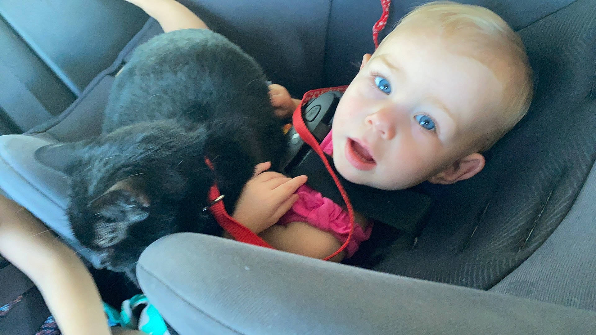 Aurora is registered to the contest to win money with this photo: auto_part, car_seat, car_seat_cover, comfort, companion_dog, felidae, finger, fun, head_restraint, lap, leg, mammal, motor_vehicle, mouth, person, seat_belt, skin, small_to_medium_sized_cats, toddler, vehicle_door