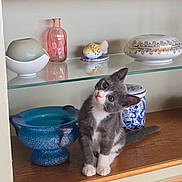 Figaro participe au concours pour gagner de l'argent avec cette photo : animal, blue_pot, cat, ceramic, curious, cute, decorative_items, feline, fish_figurine, glass_bottle, gray_cat, head_tilt, indoor, kitten, pet, pink_bottle, porcelain_box, sitting, white_paws, wooden_shelf