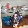 animal, blue_pot, cat, ceramic, curious, cute, decorative_items, feline, fish_figurine, glass_bottle, gray_cat, head_tilt, indoor, kitten, pet, pink_bottle, porcelain_box, sitting, white_paws, wooden_shelf