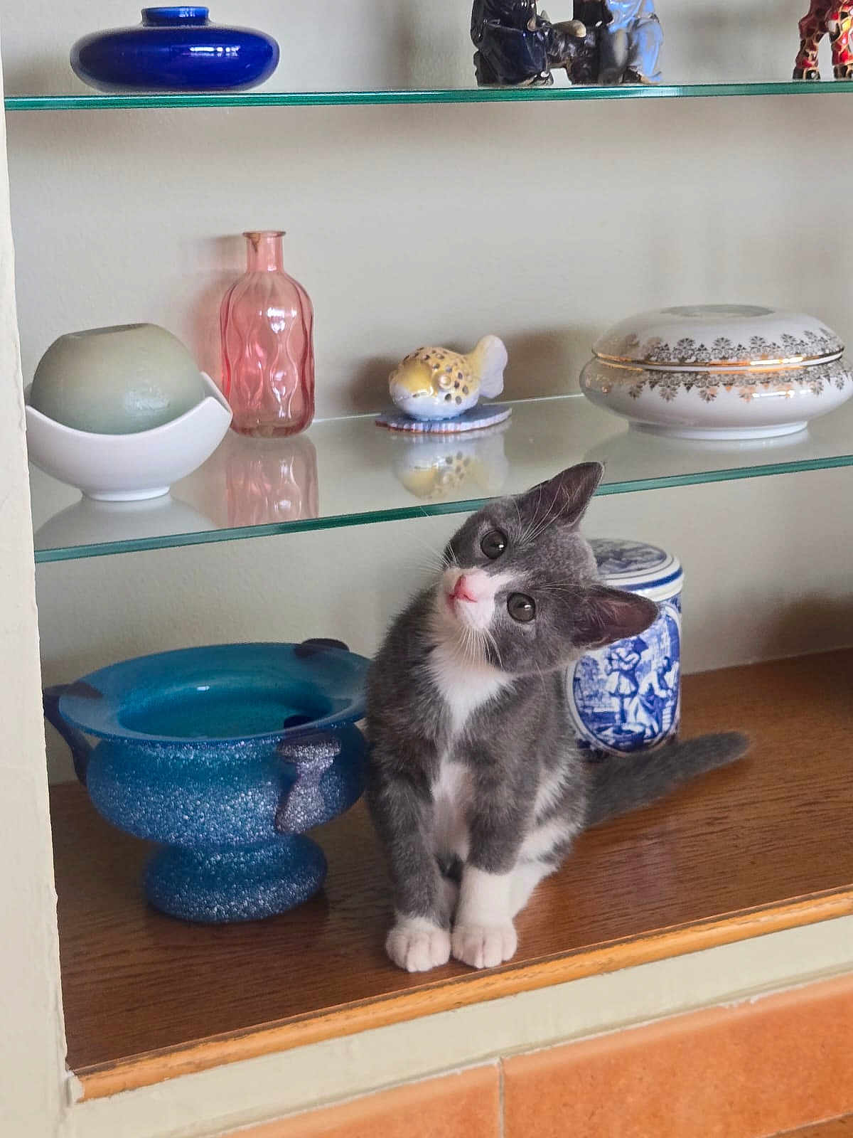 Figaro