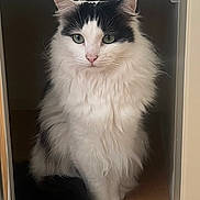 Trixie is registered to the contest to win money with this photo: cat, black_and_white, fluffy, sitting, green_eyes, indoor, pet, animal, feline, cubby, fur, whiskers, ears, nose, paws, looking, portrait, close_up, cute, calm
