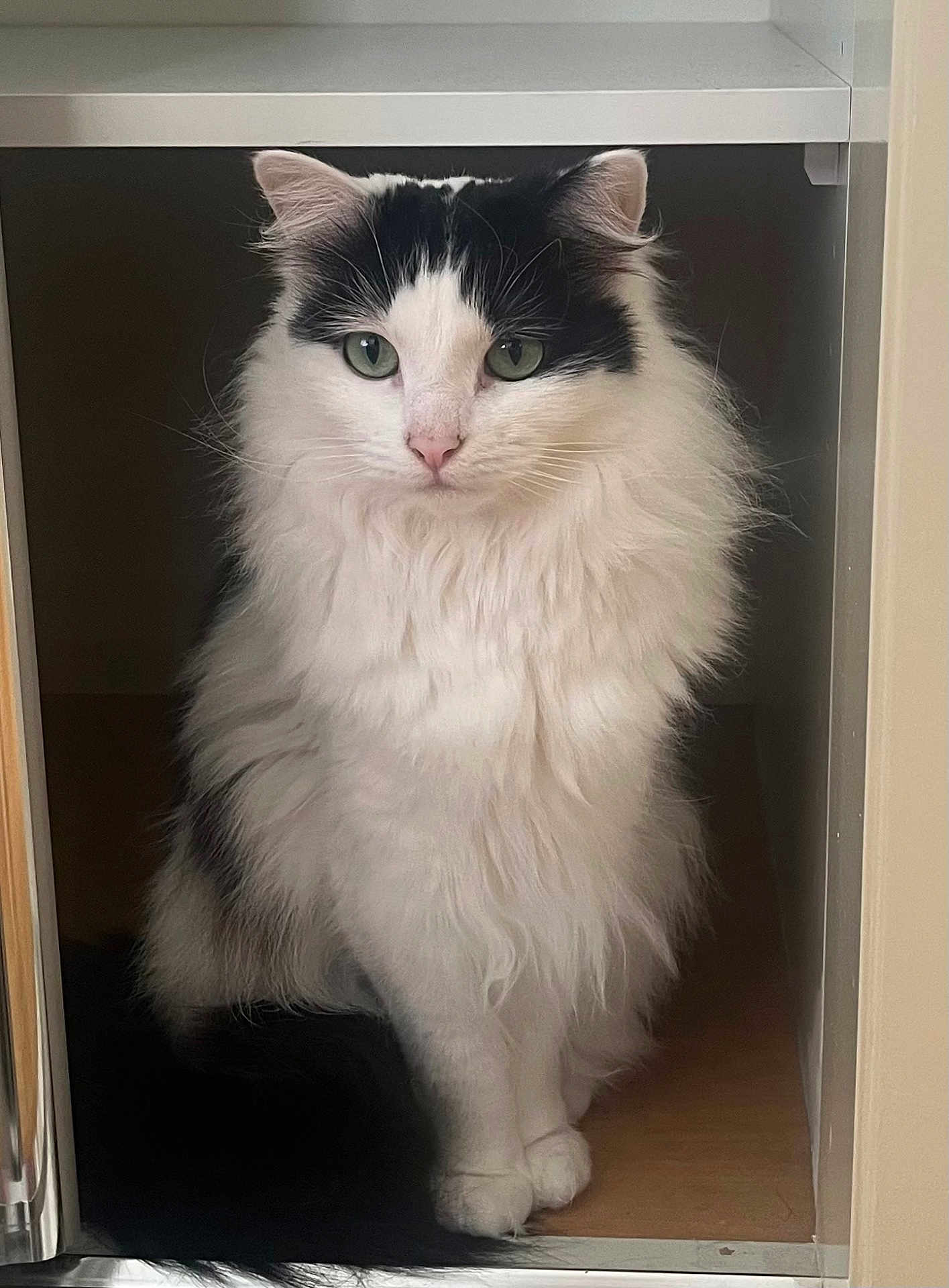 Trixie is registered to the contest to win money with this photo: cat, black_and_white, fluffy, sitting, green_eyes, indoor, pet, animal, feline, cubby, fur, whiskers, ears, nose, paws, looking, portrait, close_up, cute, calm