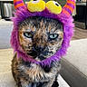 animal, blurred_background, cat, closeup, costume, couch, cute, expression, face, funny, fur, furry, house, indoor, orange_stripes, pet, purple_hat, tortoiseshell_cat, whiskers, yellow_eyes