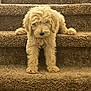 dog, puppy, stairs, carpet, fluffy, fur, pet, indoor, staircase, paws, nose, ears, cute, sleepy, sitting, centered, brown, cozy, texture, portrait