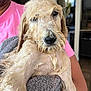 dog, wet_dog, pet, towel, person, arm, pink_shirt, indoor, kitchen, close_up, portrait, fur, nose, whiskers, dripping, grooming, bath_time, holding, beard, expression