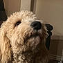 dog, dog_face, goldendoodle, curly_fur, muzzle, nose, close_up, indoor, living_room, armchair, wall, floor, brown_floor, pet, portrait, furry, cute, looking_up, whiskers, soft_lighting