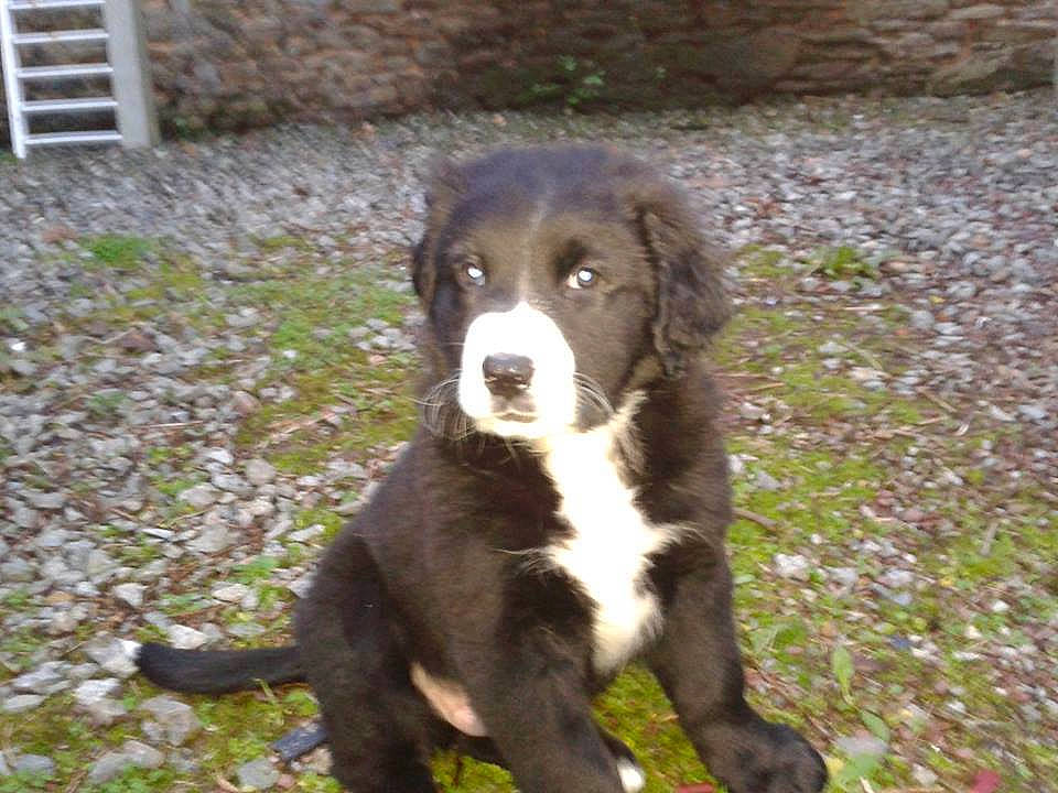Rocky participe au concours pour gagner de l'argent avec cette photo : borador, canidae, carnivore, companion_dog, dog, dog_breed, fur, grass, gun_dog, hunting_dog, liver, plant, sporting_group, tail, terrestrial_animal, working_animal, working_dog