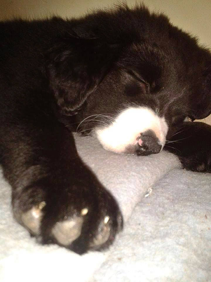 Rocky a rejoint le concours — aidez-le/la à gagner de superbes lots ! bored, canidae, carnivore, cat, claw, comfort, dog_breed, domestic_short_haired_cat, felidae, foot, fur, grey, nap, paw, sleep, small_to_medium_sized_cats, snout, sporting_group, tail, whiskers