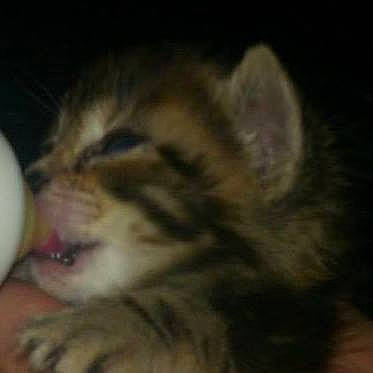 Boule De Poils a rejoint le concours — aidez-le/la à gagner de superbes lots ! carnivore, cat, claw, comfort, domestic_short_haired_cat, ear, fawn, felidae, fur, gesture, hair, nap, nose, paw, small_to_medium_sized_cats, snout, tableware, tail, terrestrial_animal, whiskers