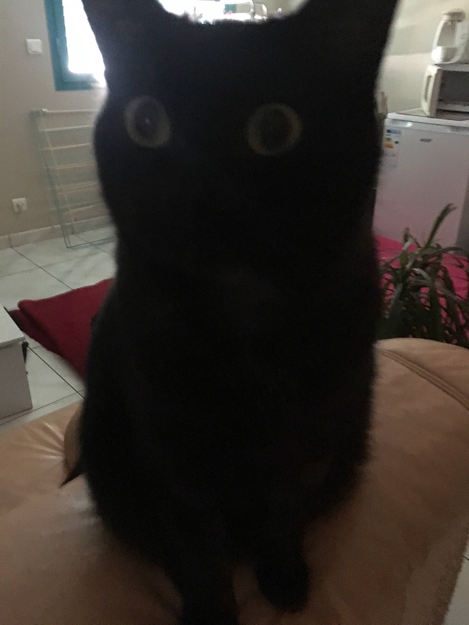 Soprano participe au concours pour gagner de l'argent avec cette photo : black_cat, carnivore, cat, domestic_short_haired_cat, event, felidae, fur, grey, houseplant, plant, small_to_medium_sized_cats, snout, tail, whiskers, window