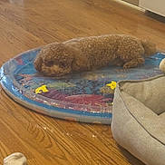 Guissepi joined the competition — help win amazing prizes! dog, curly_hair, inflatable_mat, wooden_floor, dog_bed, sock, indoor, pet, relaxed, lying_down, brown_dog, flooring, home, cozy, animal, toy, resting, domestic, furniture, casual