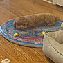 dog, curly_hair, inflatable_mat, wooden_floor, dog_bed, sock, indoor, pet, relaxed, lying_down, brown_dog, flooring, home, cozy, animal, toy, resting, domestic, furniture, casual