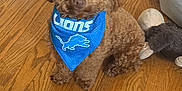 Guissepi joined the competition — help win amazing prizes! dog, brown_dog, bandana, blue_bandana, lions, wooden_floor, plush_toy, pet, indoor, flooring, curious, sitting, cute, small_dog, fur, animal, domestic_animal, companion, toy, home