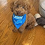 dog, brown_dog, bandana, blue_bandana, lions, wooden_floor, plush_toy, pet, indoor, flooring, curious, sitting, cute, small_dog, fur, animal, domestic_animal, companion, toy, home