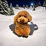 Guissepi joined the competition — help win amazing prizes! dog, poodle, snow, winter, night, moon, forest, pine_trees, animal, fluffy, cute, outdoor, landscape, cold, nature, pet, fur, shadow, animal_portrait, winter_night
