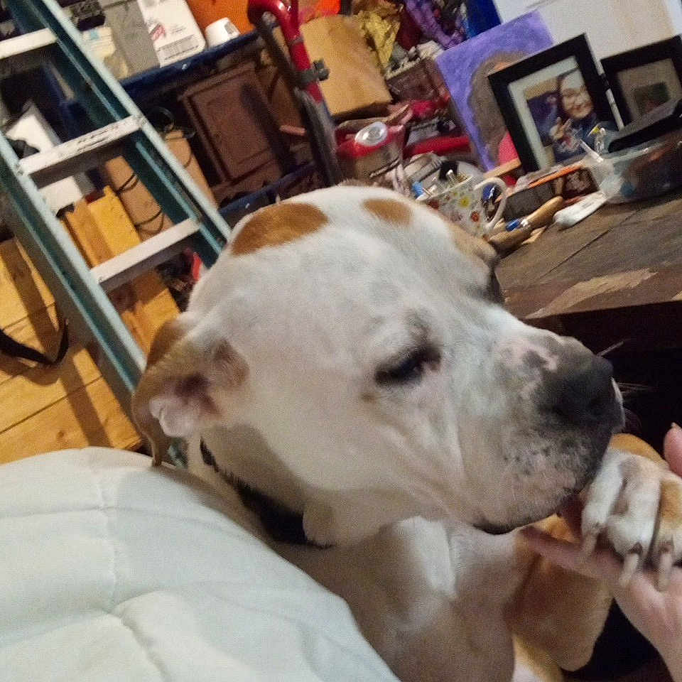 Diesel is registered to the contest to win money with this photo: blanket, box, brown_spot, clutter, collar, cup, dog, doorway, frame, furniture, hand, indoor, ladder, person, pet, photograph, resting, shelf, table, wall