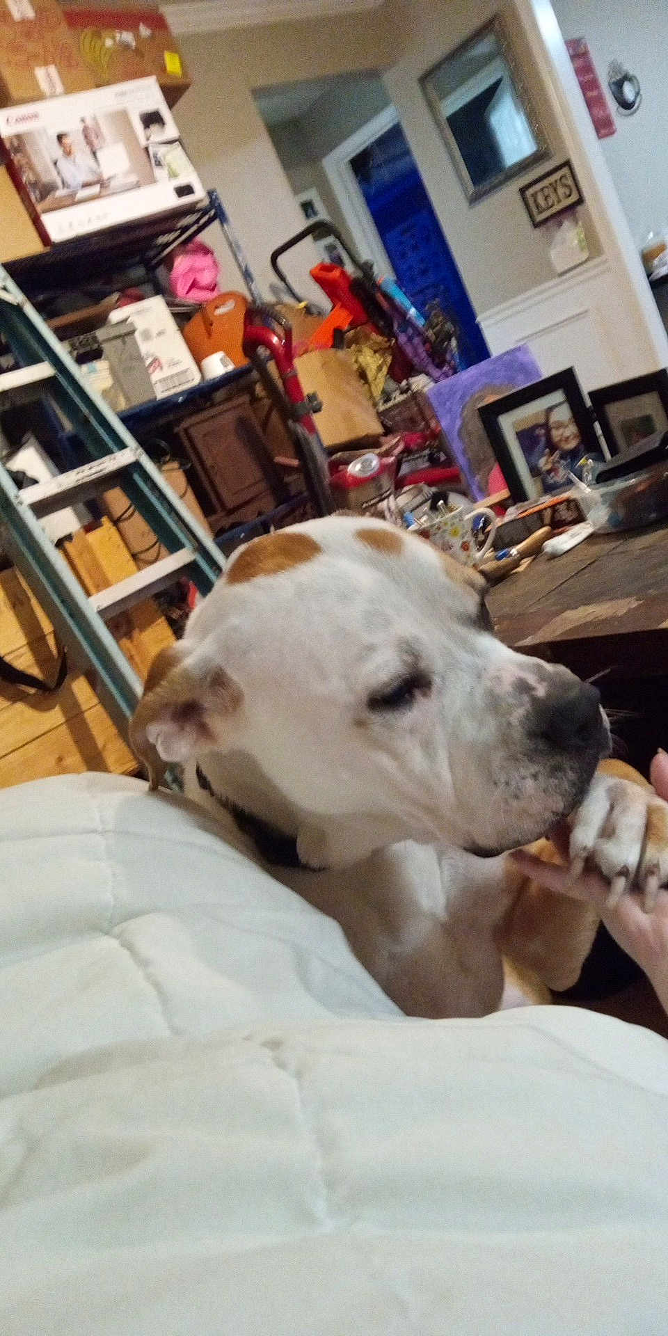 Diesel is registered to the contest to win money with this photo: dog, indoor, hand, person, table, clutter, frame, photograph, ladder, box, shelf, cup, blanket, furniture, wall, doorway, collar, brown_spot, pet, resting