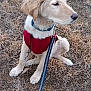 Cleo joined the competition — help win amazing prizes! alert, animal, calm, canine, collar, cute, dog, domestic_animal, fur, golden_retriever, grass, leash, nature, outdoor, pet, puppy, red_harness, side_view, sitting, young_dog
