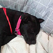 Cleo is registered to the contest to win money with this photo: animal, black_dog, blanket, canine, collar, companion, couch, cozy, dog, fur, gray_cushion, indoors, nap, pet, pink_collar, quilted_cushion, relaxation, resting, sleeping, white_blanket