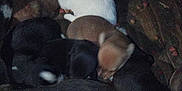 Reaper joined the competition — help win amazing prizes! puppies, dog, animal, sleeping, pile, brown, black, white, fur, cute, snuggling, group, resting, indoors, dark, cozy, blurred, grainy, soft, young
