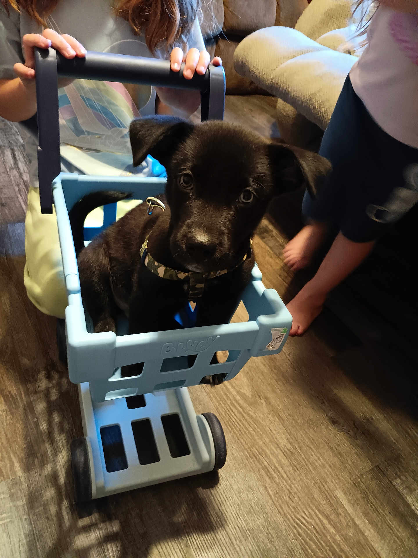Reaper joined the competition — help win amazing prizes! puppy, dog, toy_cart, child, indoor, floor, couch, wooden_floor, black_dog, pet, playing, hands, feet, casual_clothing, curious, young_dog, domestic_animal, home, living_room, cute
