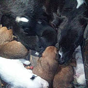 Reaper joined the competition — help win amazing prizes! dog, puppies, black_dog, brown_puppies, white_puppy, nursing, animal, pet, close_up, indoor, cute, mammal, fur, sleeping, mother, newborn, family, companionship, resting, domestic_animal