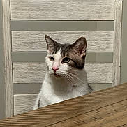 Shadow joined the competition — help win amazing prizes! cat, animal, pet, chair, wooden_chair, table, wooden_table, indoor, feline, domestic_cat, white_and_gray_cat, pink_nose, whiskers, ears, fur, head, face, sitting, looking_away, calm