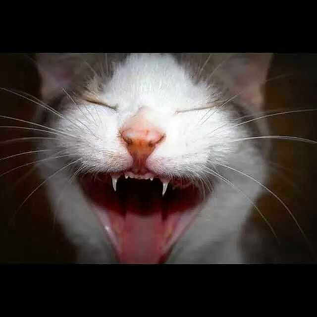 Gizmo joined the competition — help win amazing prizes!