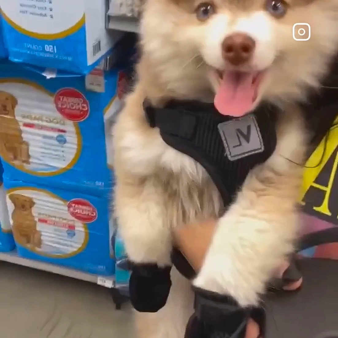 Alfie is registered to the contest to win money with this photo: animal, baby, babylaughing, canine, cream, dessert, dog, eskimodog, face, food, happy, head, husky, icecream, indoors, interiordesign, person, pet, puppy, walkingdog