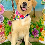 Luka is registered to the contest to win money with this photo: golden_retriever, dog, animal, pet, grass, bandana, flower, tropical, butterfly, smiling, portrait, indoor, colorful, decoration, greenery, happy, summer, cute, sitting, background