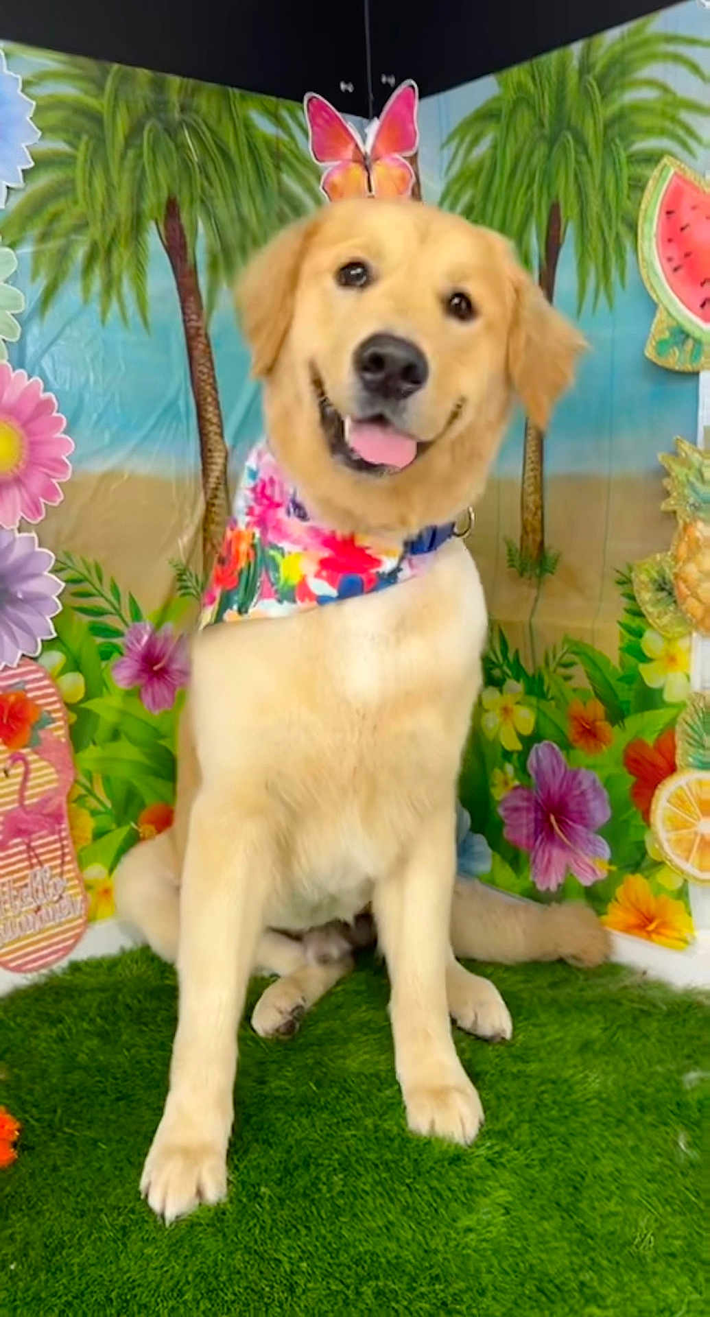 Luka is registered to the contest to win money with this photo: golden_retriever, dog, animal, pet, grass, bandana, flower, tropical, butterfly, smiling, portrait, indoor, colorful, decoration, greenery, happy, summer, cute, sitting, background