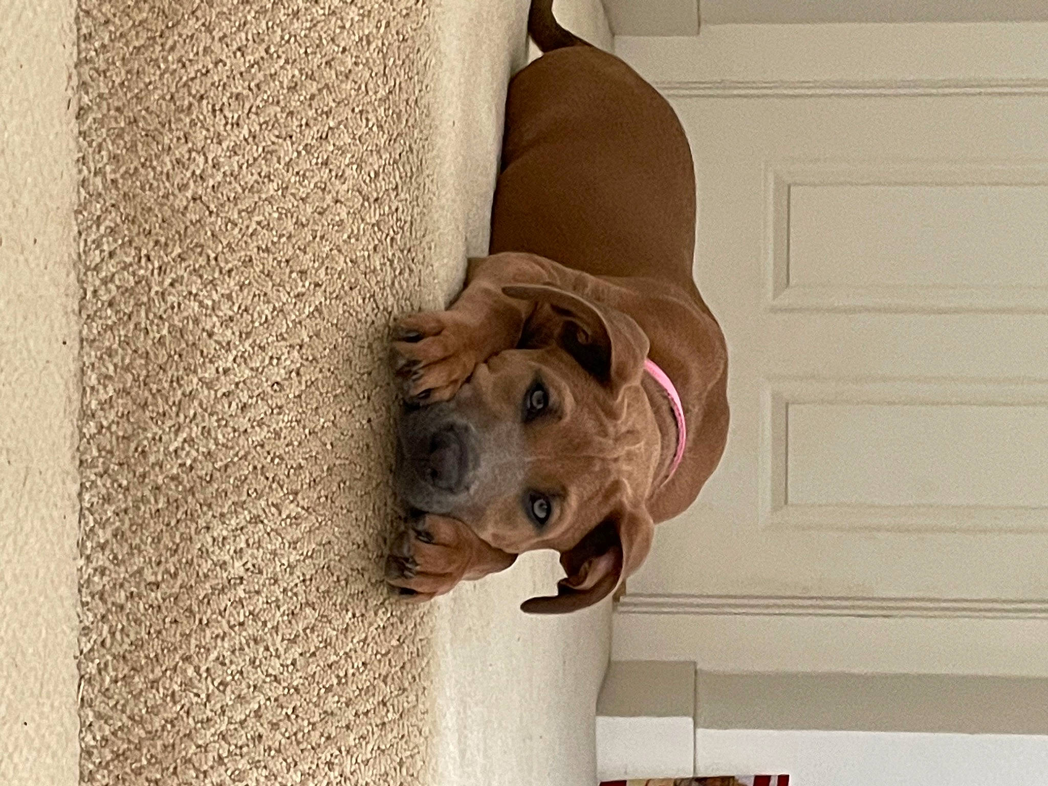 Kaya joined the competition — help win amazing prizes! beige, canidae, carnivore, companion_dog, dog, dog_breed, dog_clothes, fawn, fedora, felidae, floor, flooring, fur, hardwood, liver, snout, sporting_group, whiskers, wood, working_animal