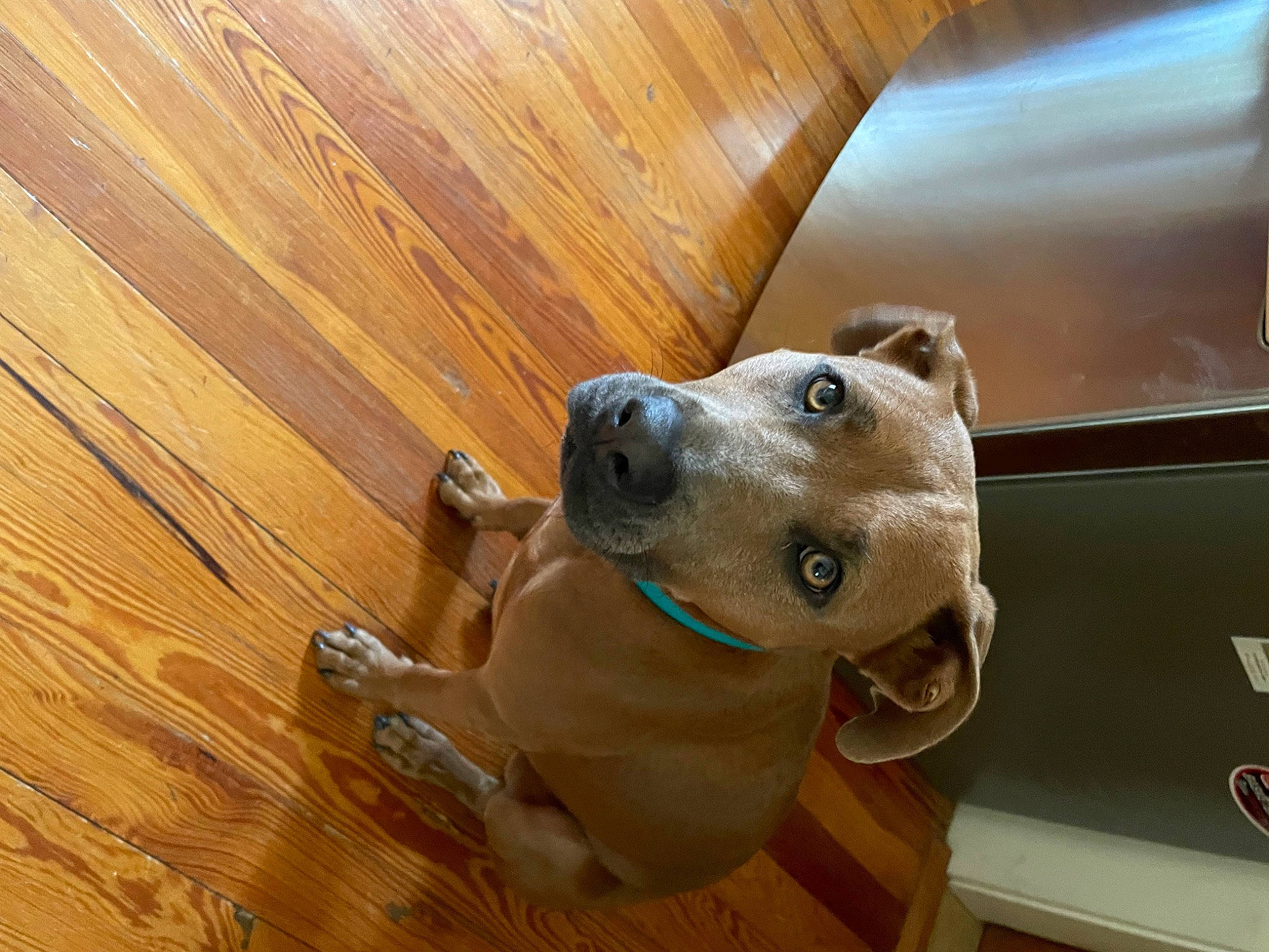 Kaya is registered to the contest to win money with this photo: carnivore, collar, companion_dog, dog, dog_breed, dog_collar, fawn, floor, flooring, hardwood, laminate_flooring, plank, plywood, snout, varnish, whiskers, wood, wood_flooring, wood_stain, working_animal