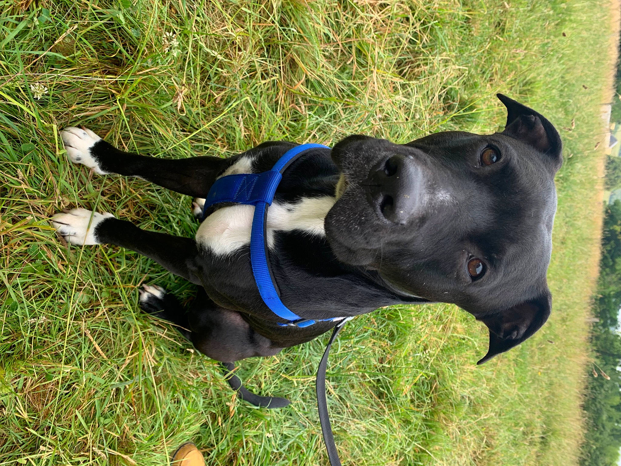 Anubis participe au concours pour gagner de l'argent avec cette photo : canidae, carnivore, collar, companion_dog, dog, dog_breed, dog_collar, dog_supply, electric_blue, fawn, grass, grassland, personal_protective_equipment, pet_supply, plant, sculpture, snout, sporting_group, terrestrial_animal, working_animal