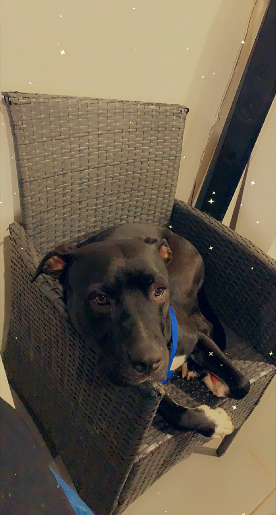 Anubis a rejoint le concours — aidez-le/la à gagner de superbes lots ! animal_shelter, canidae, carnivore, comfort, companion_dog, dog, dog_breed, fawn, flooring, fur, guard_dog, non_sporting_group, pet_supply, room, snout, sporting_group, tail, terrestrial_animal, whiskers, working_animal