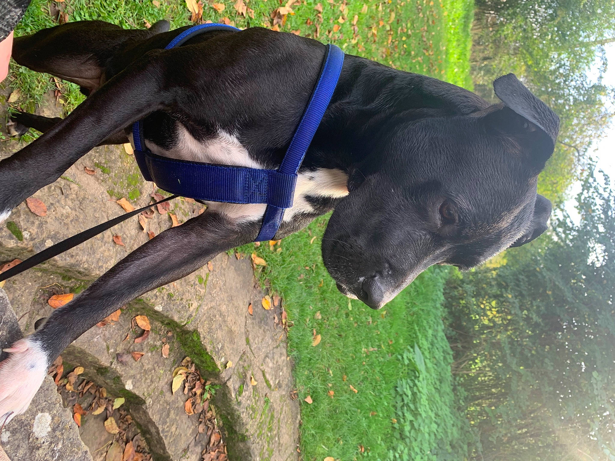 Anubis a rejoint le concours — aidez-le/la à gagner de superbes lots ! borador, carnivore, collar, companion_dog, dog, dog_breed, dog_collar, dog_supply, electric_blue, fashion_accessory, grass, guard_dog, leash, pet_supply, plant, shadow, tail, terrestrial_animal, tree, working_animal